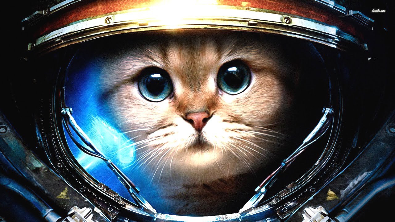 Des chats dans le moteur de l'espace